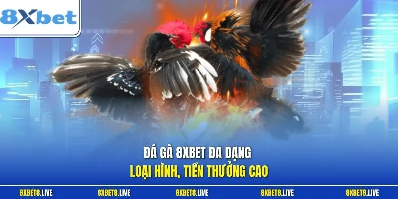 Đá gà 8xbet đa dạng loại hình, tiền thưởng cao